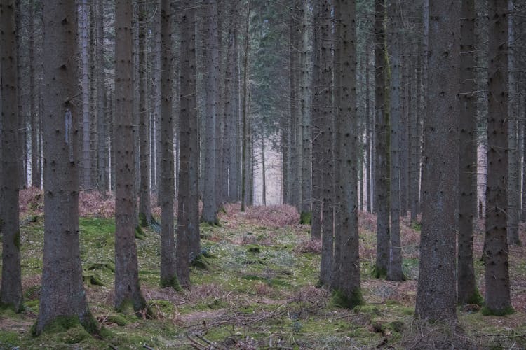 Pine Trees In A Forest 