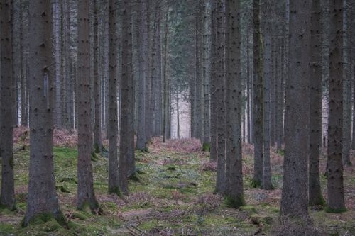 Free Serene pine forest featuring tall, straight trees and a moss-covered floor. Stock Photo