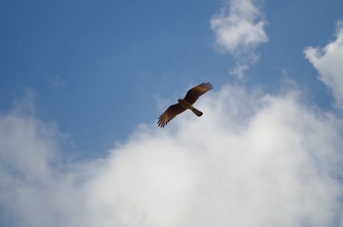 Kostnadsfri bild av argentina, blå himmel, djur