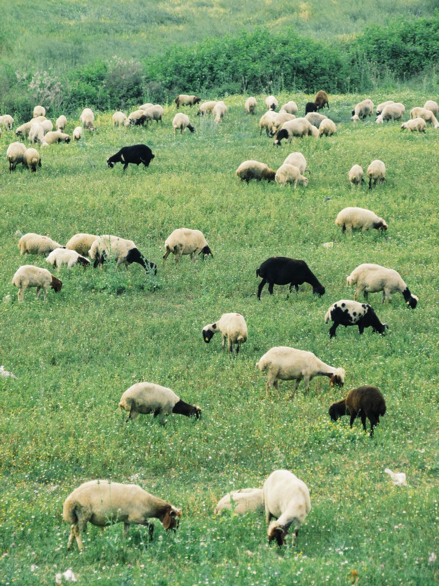 Sheep grazing on a lush field