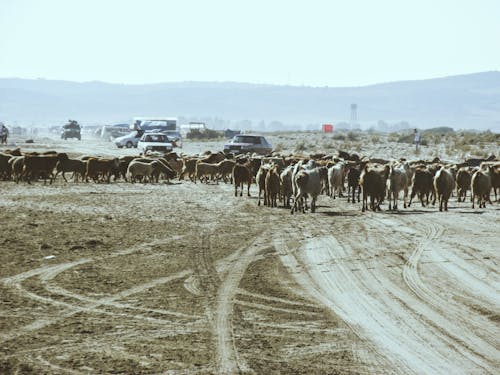 Herd of Cattles on a Rural Land 
