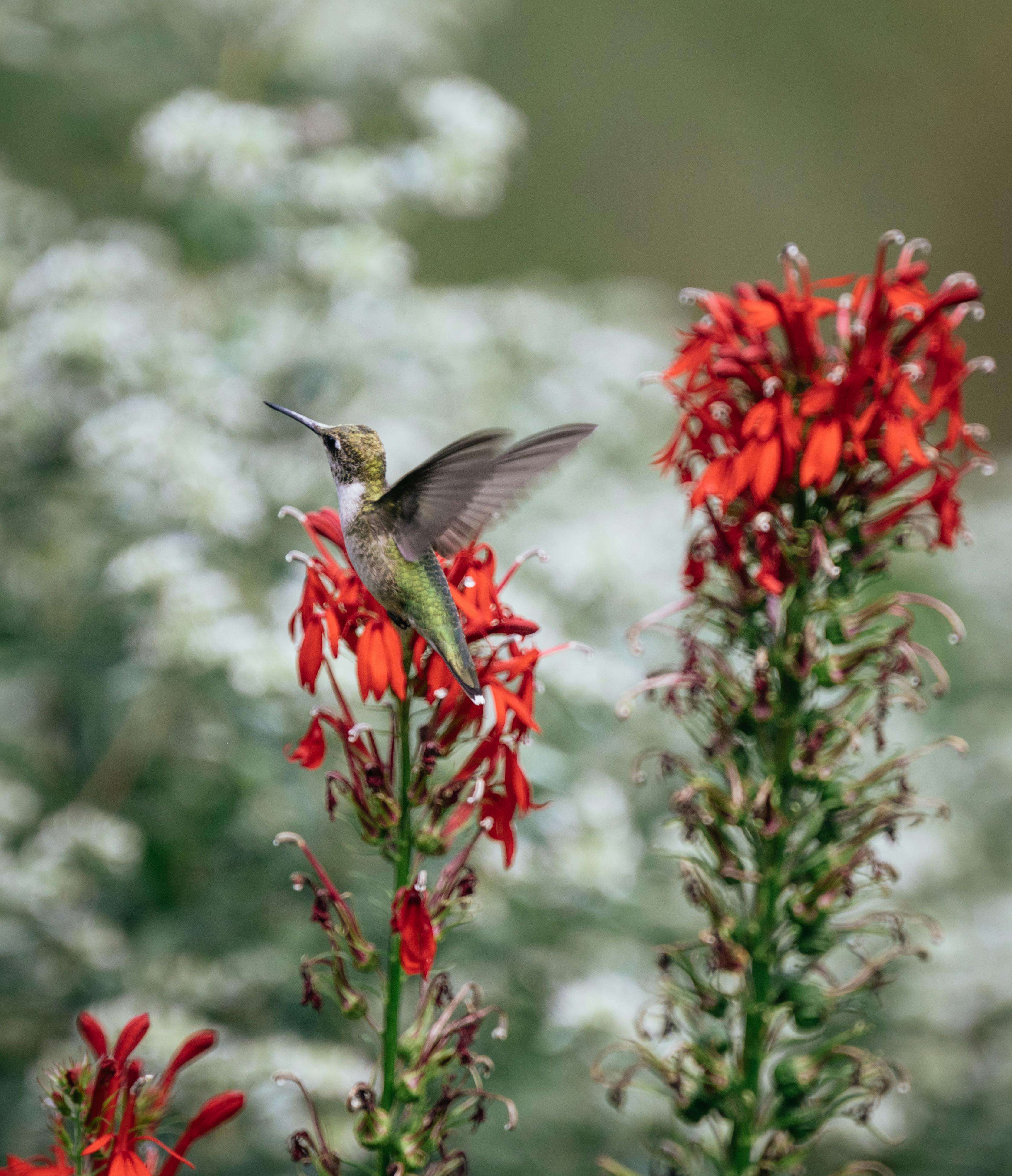 ¿Dónde observar colibríes en bosques y jardines de El Salvador?