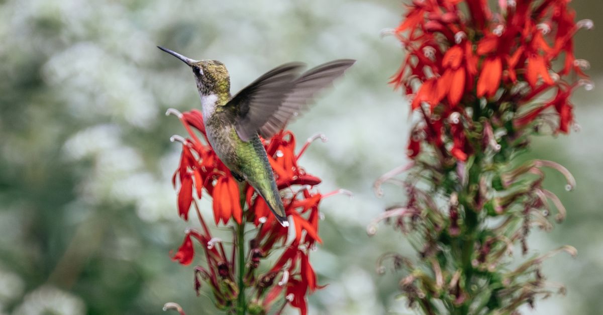 ¿Dónde observar colibríes en bosques y jardines de El Salvador? ¿Dónde observar colibríes en bosques y jardines de El Salvador?