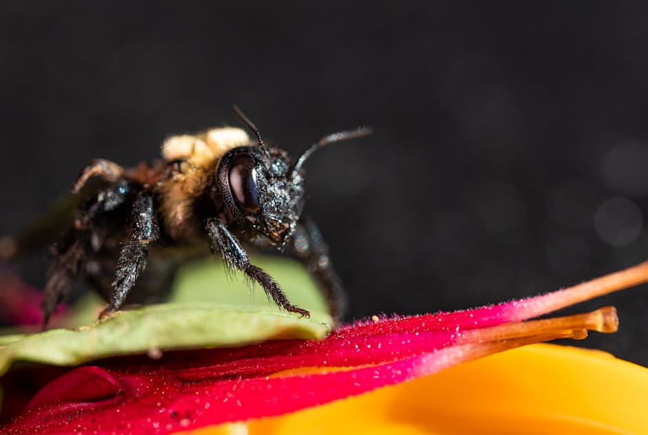 Carpenter Bee Identification Guide - average price of carpenter bee pest control treatment