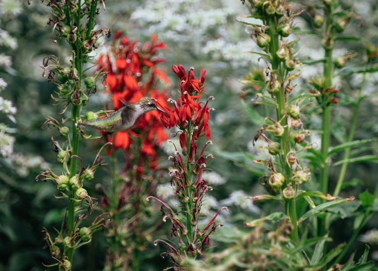 Hummingbird On Red Flower