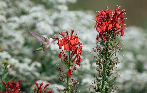 Immagine gratuita di animale, avvicinamento, colibrì