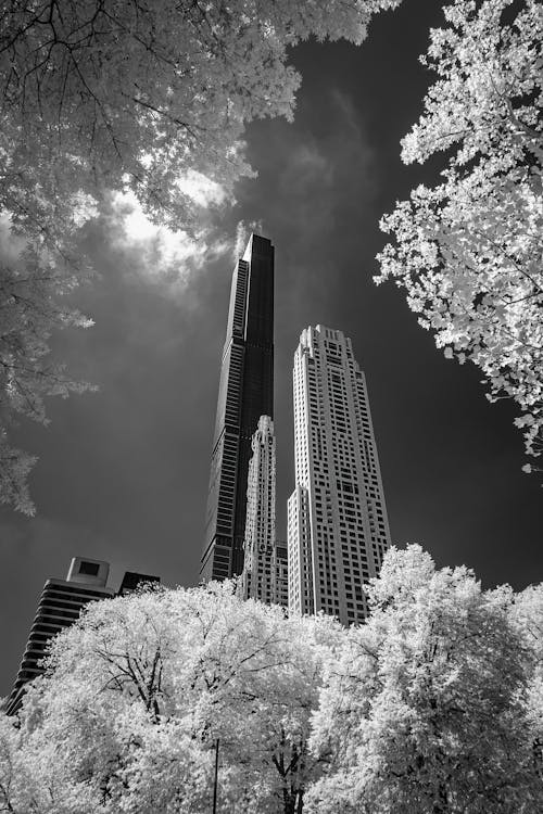 Free A Grayscale of Skyscrapers in a City Stock Photo