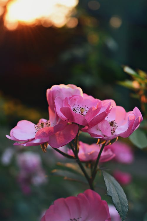 粉色花瓣花的选择性聚焦摄影