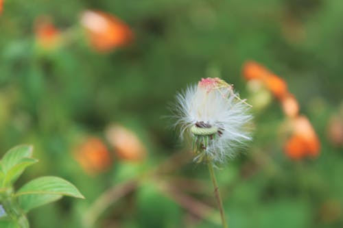 Free stock photo of beautiful flower, dandelion flower, green color