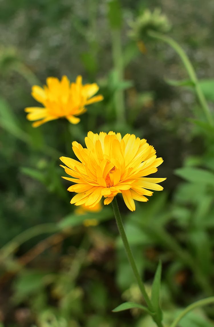 Close Up Shot Of A Pot Marigold