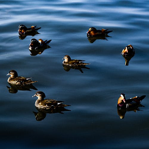 Kostenloses Stock Foto zu baden, enten, teich