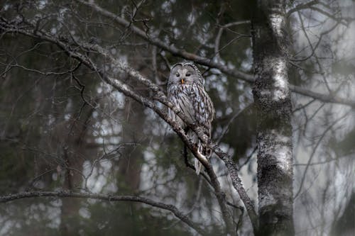 Photo of Owl Perched on Tree Branch