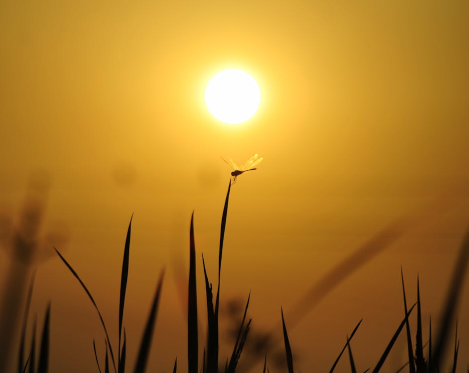 Dragonfly on a Grass during Sunset 