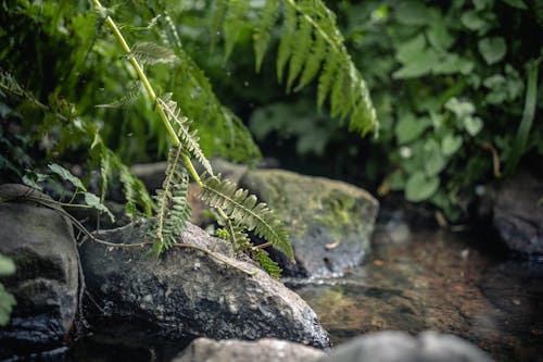 Fern Leaves Touching a Rock 