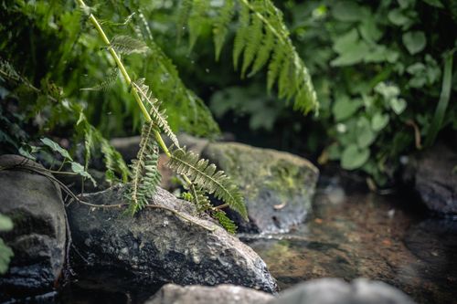 Free Serene forest scene with ferns overhanging a mossy rock by a clear stream. Stock Photo
