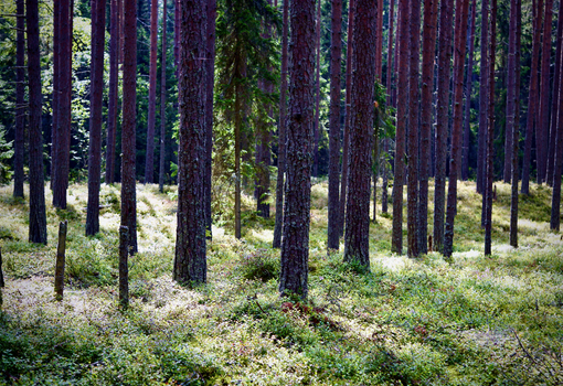 Sunlight filters through tall pine trees in a tranquil forest setting.