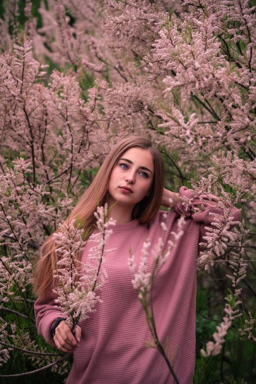 Free Young woman with long hair posing among pink blooming flowers, wearing a cozy sweater. Stock Photo