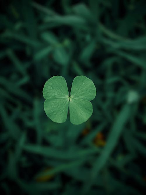 Close Up Photo of a Plant