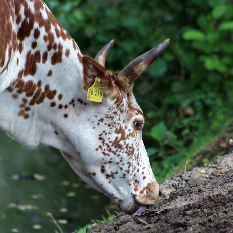 Close-up Photo Of A Telemark Cattle 