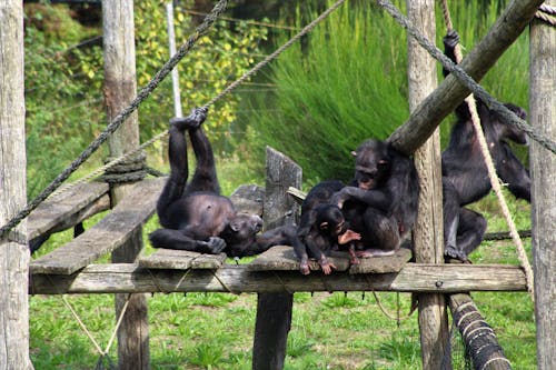 Photos gratuites de animaux sauvages, captif, chimpanzés