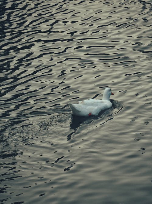 Fotobanka s bezplatnými fotkami na tému anatidae, fotografovanie vtákov, hus