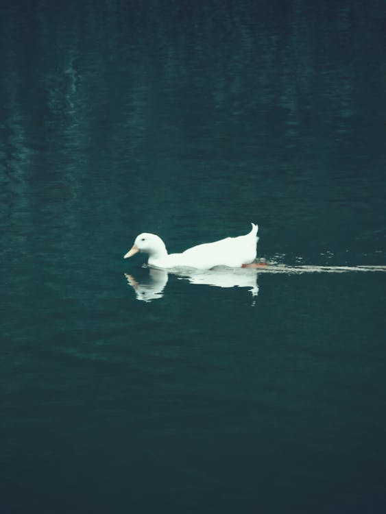 A Duck in the Water 