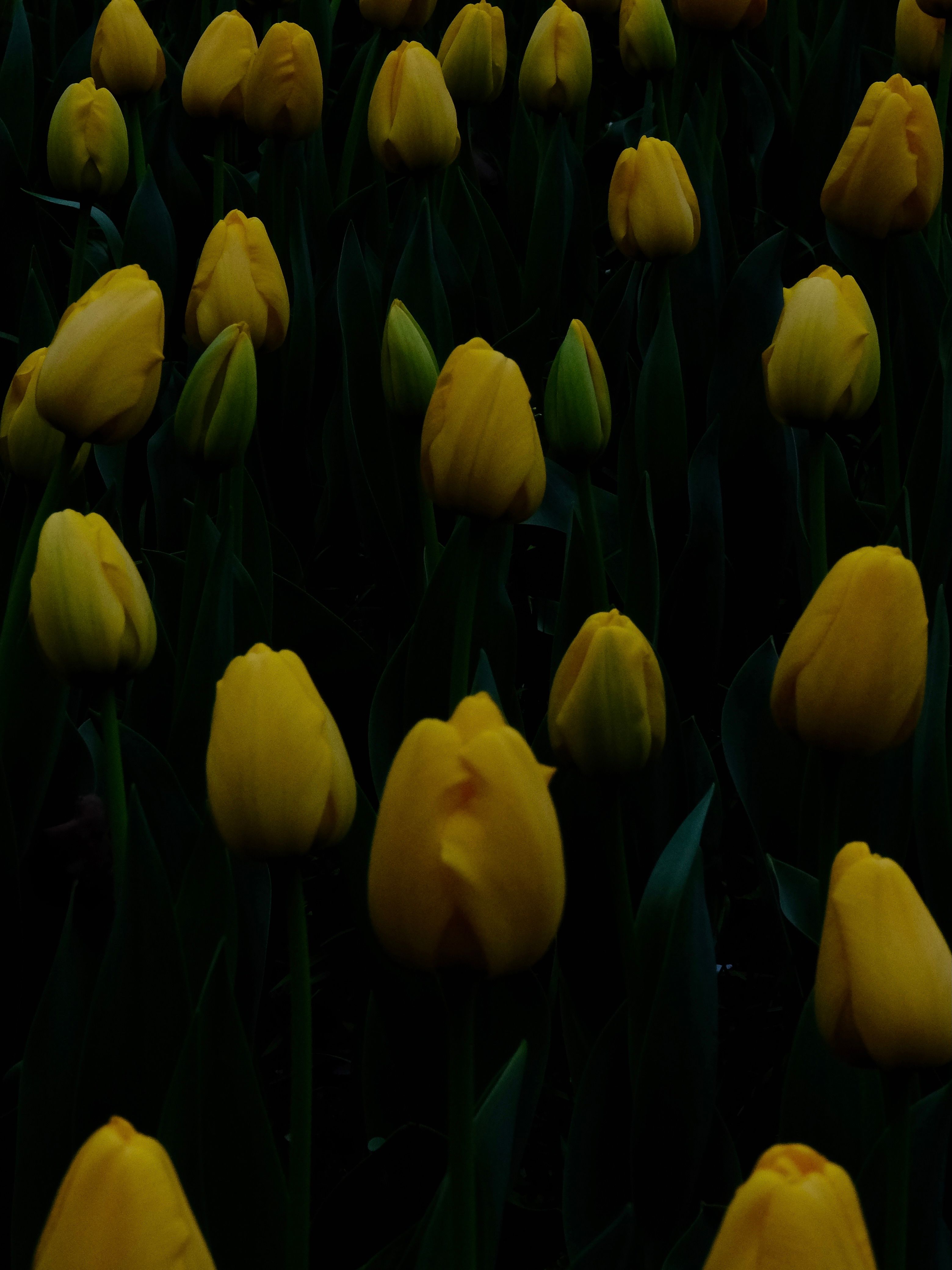 Close-up of vibrant yellow tulips blooming against a dark background, highlighting their delicate petals.