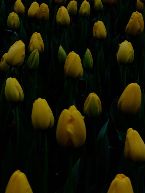 Free Close-up of vibrant yellow tulips blooming against a dark background, highlighting their delicate petals. Stock Photo