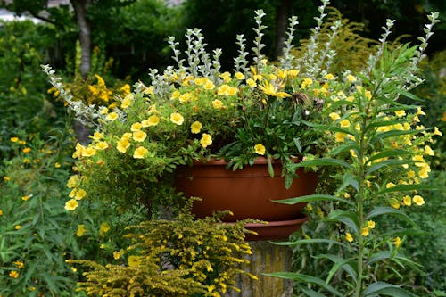 無料 フラワーズ, 庭園, 植木鉢の無料の写真素材 写真素材