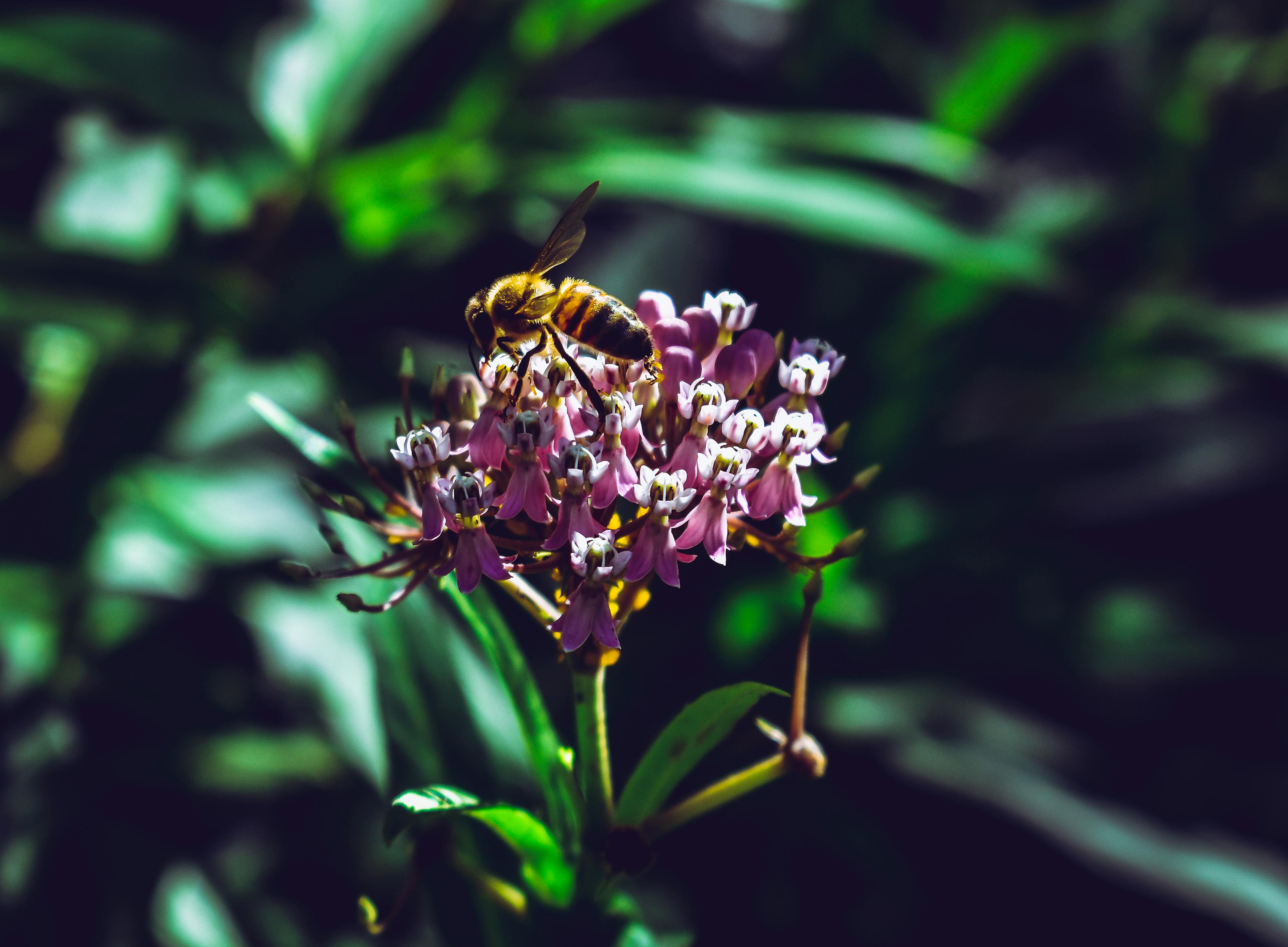 3791px x 2786px - Free stock photo of bee, bee responsible, flower porn