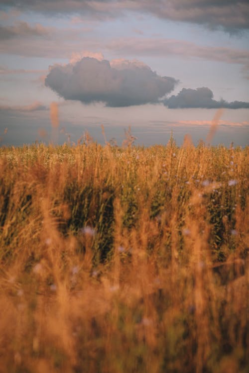 Photo of a Brown Grass