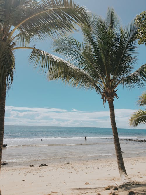 A Beach with Palm Trees