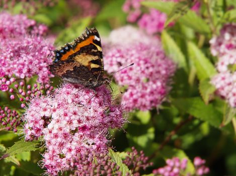 Small tortoise shell butterfly.