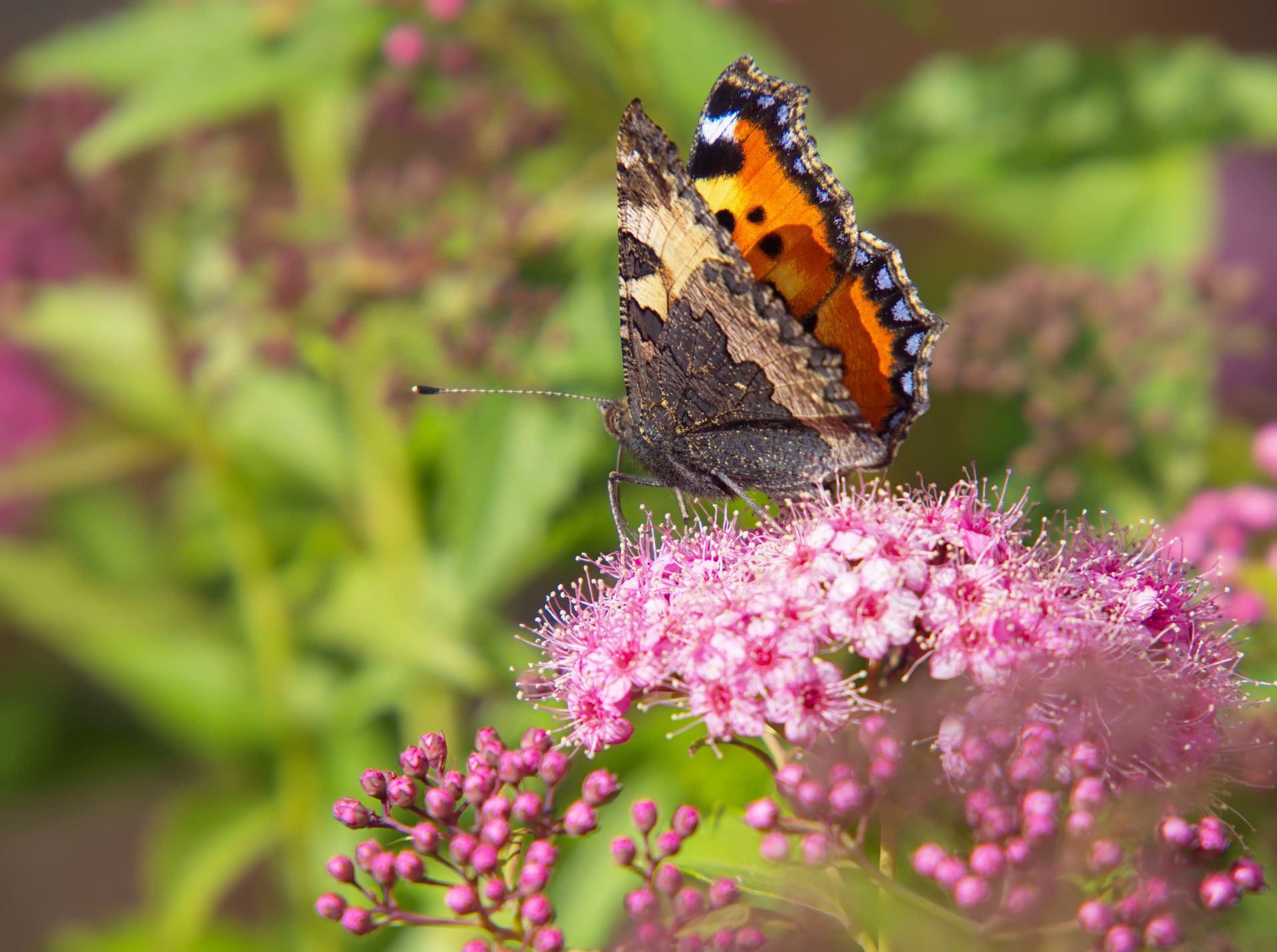 A vibrant small tortoiseshell butterfly resting on a pink flower outdoors, showcasing intricate wing patterns.