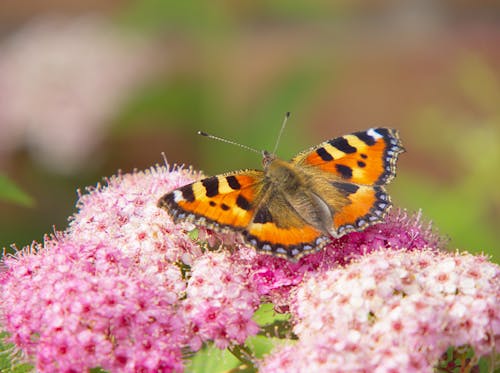 Close-Up Photo of Orange Butterfly