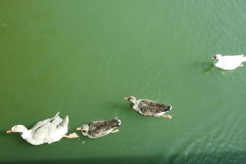 Free A group of ducks swimming gracefully on a serene green water surface in Casier, Italy. Stock Photo