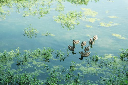 Mallards on a Pond 