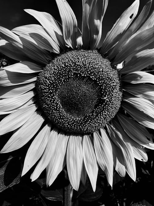 Grayscale Photo of Sunflower