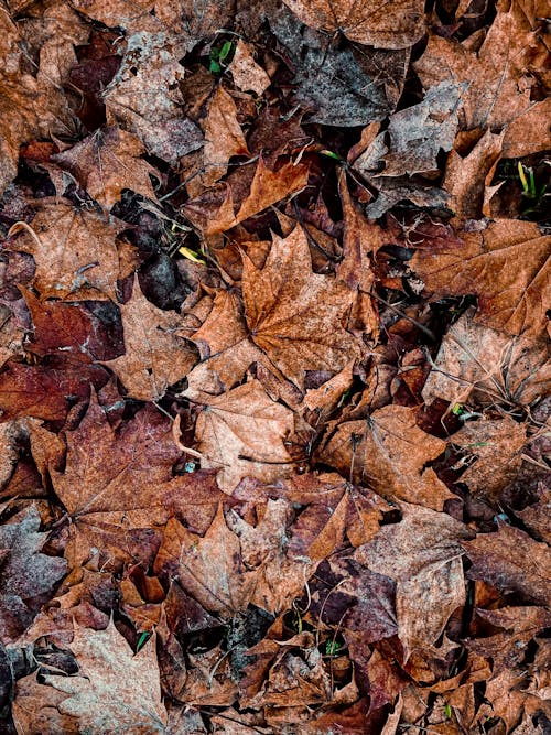 Ücretsiz akçaağaç yaprakları, dökülmüş yapraklar, kahverengi yapraklar içeren Ücretsiz stok fotoğraf Stok Fotoğraflar