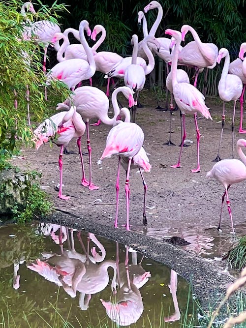flamingo, gül pembesi, hayvan içeren Ücretsiz stok fotoğraf