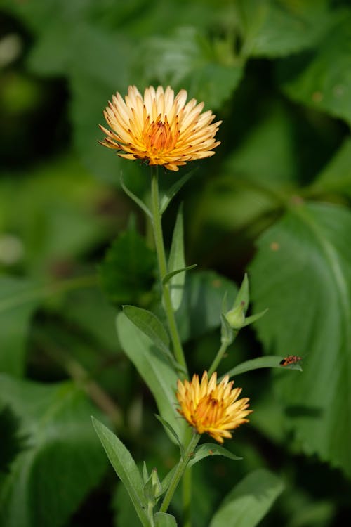 Yellow Flowers in Nature