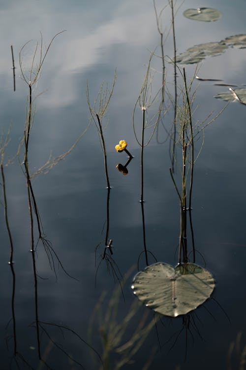 Kostenloses Stock Foto zu oberfläche, reisig, ruhigem wasser