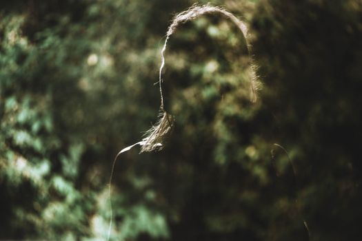Figure of a Woman 