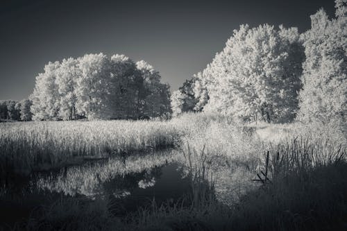 パーク, 冬, 木の無料の写真素材
