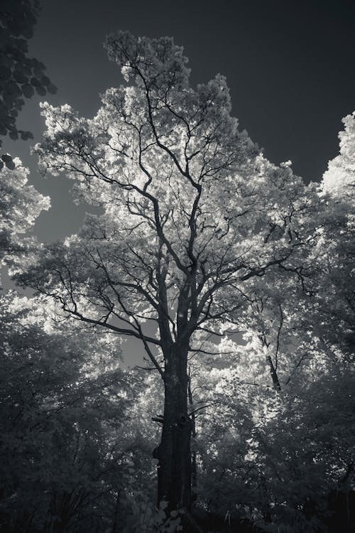 Darmowe zdjęcie z galerii z czarno-biały, drzewa, liściaste
