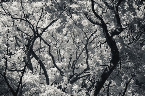 Imagine de stoc gratuită din abundență, alb-negru, arbori