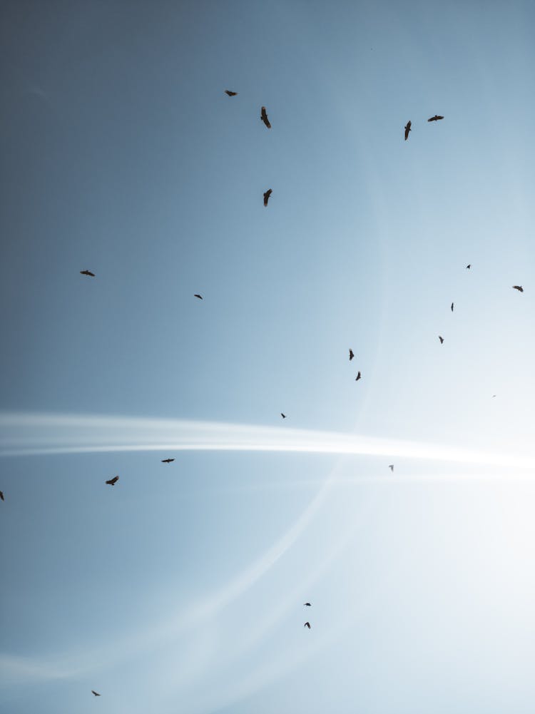 Birds Flying On Sky