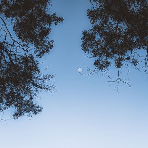 Free Crisp daytime moon against a clear sky with silhouetted tree branches framing the scene. Stock Photo