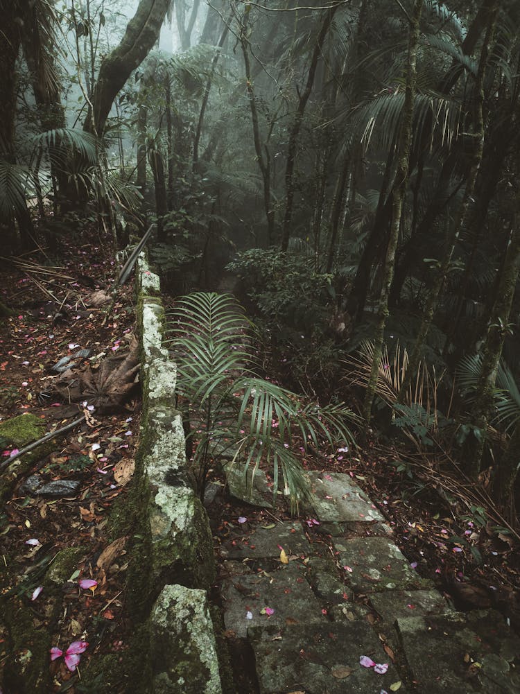 Walkway On A Rainforest 