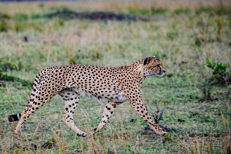 Cheetah Walking On Grass